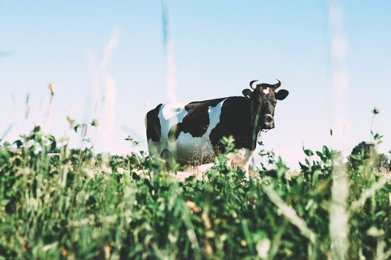 Cow grazing in a green pasture